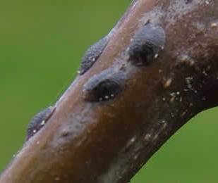 Вредители растений Вредители растений