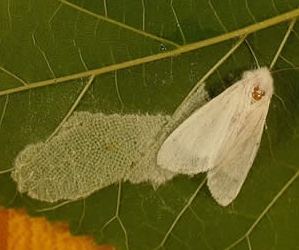 Вредители растений Вредители растений