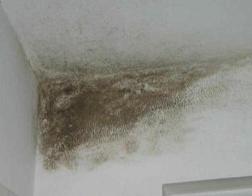 Удаление плесени и грибка на стенах Удаление плесени и грибка на стенах