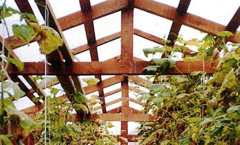 Промежуточные стропильные ноги теплицы сделаны из брусков сечением 50x50 Промежуточные стропильные ноги теплицы сделаны из брусков сечением 50x50